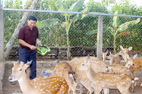 Ông Phan Xuân Ngọc giới thiệu đàn hươu đang nuôi tại trang trại. Ảnh: B.Nguyên