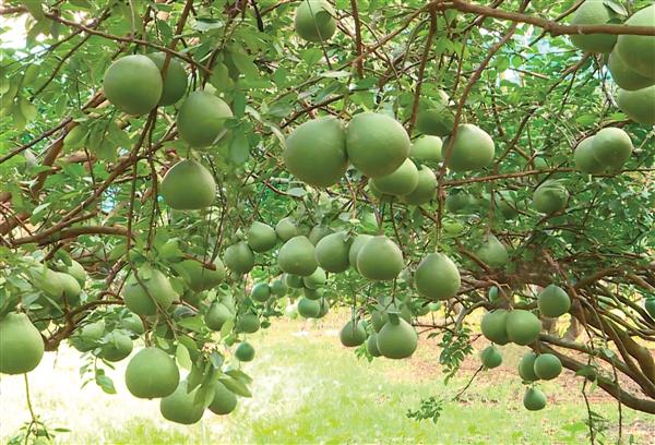 08.05.25 Đảng bộ huyện Vĩnh Cửu quyết tâm hoàn thành Nghị quyết năm 2025_600_09052025151315.jpg